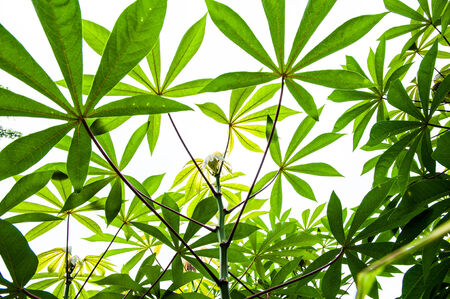 Casava treeの写真素材