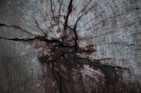 Timber backgroundの写真素材