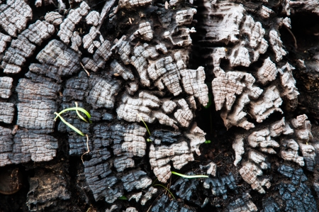 Timber backgroundの写真素材