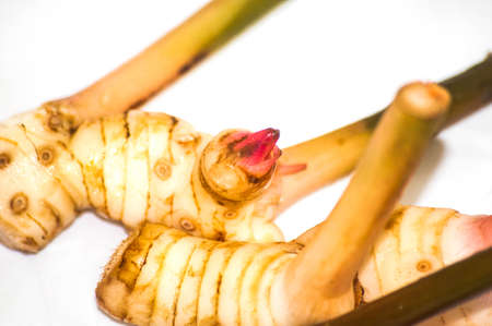 Galangalの写真素材