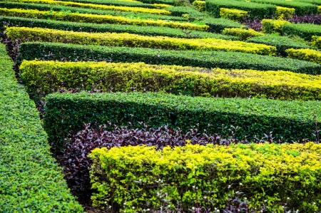 Colorful in the gardenの写真素材