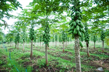 Papaya treeの写真素材