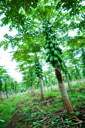 Papaya treeの写真素材