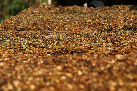 Dry tobacco の写真素材