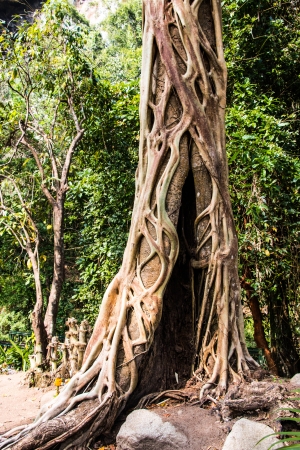 Tree and vineの写真素材