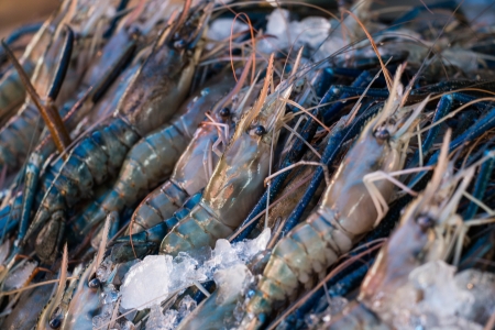 Shrim in the seafood marketの写真素材