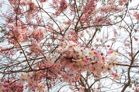 Blossom Thailandの写真素材