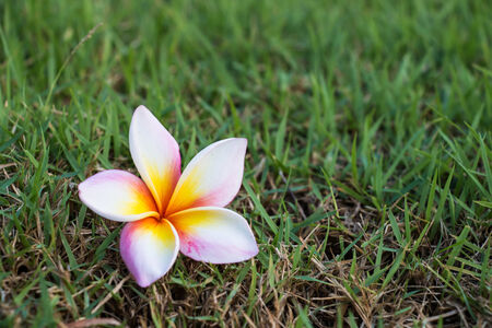 Plumeriaの写真素材
