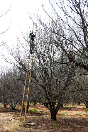 Farmer Harvesting tamarind on tree