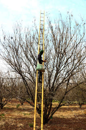 Farmer Harvesting tamarind on treeの写真素材