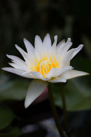 White lotusの写真素材