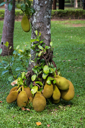 Jack fruit on treeの写真素材