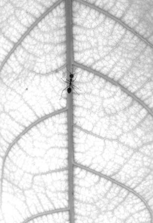 Ant on treeの素材