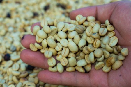 Coffee bean on handの写真素材