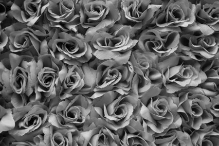 Black and white rose backgroundの写真素材
