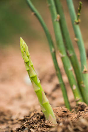 Asparagus growing in the fieldの写真素材