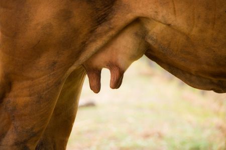 Cow,Dairy cattleの写真素材