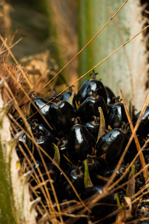 Palm fruit on treeの写真素材