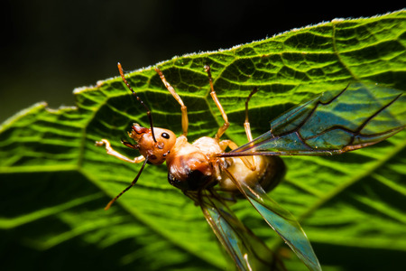 Queen ant in the natureの写真素材