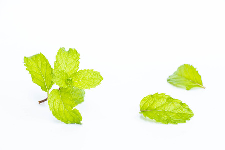 Mint leaf on white background