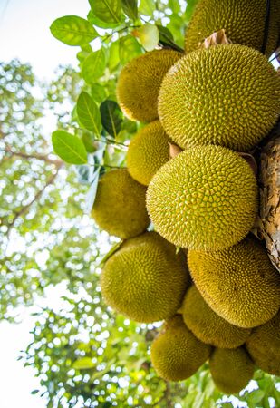 Jackfruit on tree