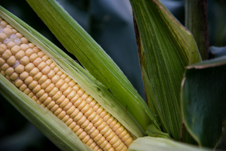 Corn field
