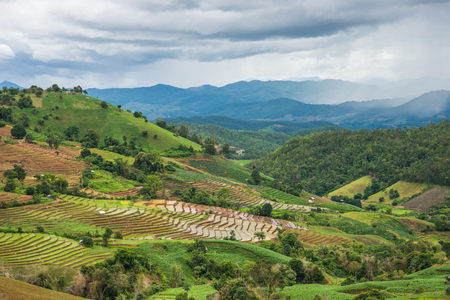 Terrace rice fieldの写真素材