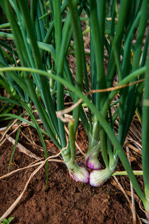 Onion fieldの写真素材