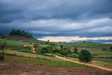 Landscape of vegetable field