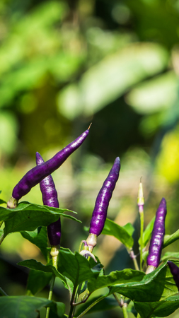 Purple chili in the fieldの写真素材
