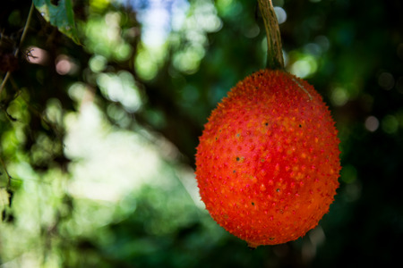 Gac fruit in the fieldの写真素材