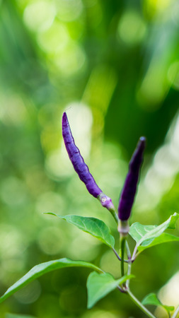 Purple chili in the fieldの写真素材