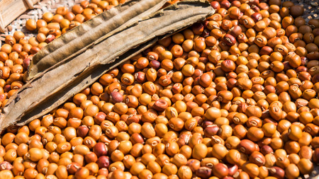 Winged bean seed backgroundの写真素材