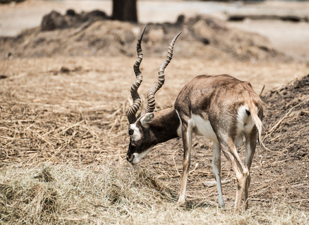 Impala male in the natureの写真素材