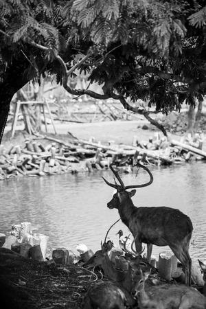 Deer black and white toneの写真素材