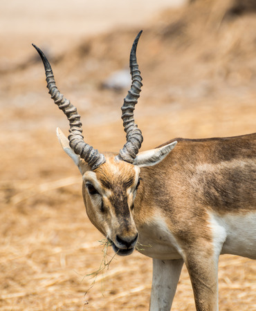 Impala male in the natureの写真素材