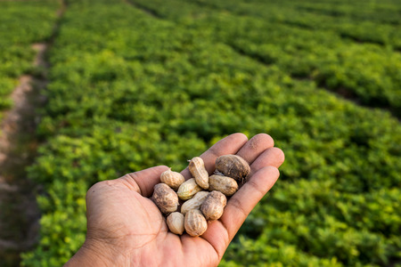 Harvesting peanut in the fieldの写真素材
