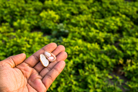 Harvesting peanut in the fieldの写真素材