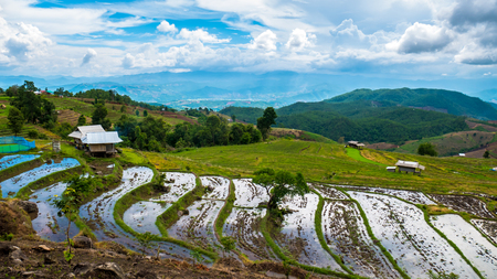 Rice field terrace agriculture backgroundの写真素材