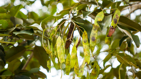 Rosewood tree in the forestの写真素材