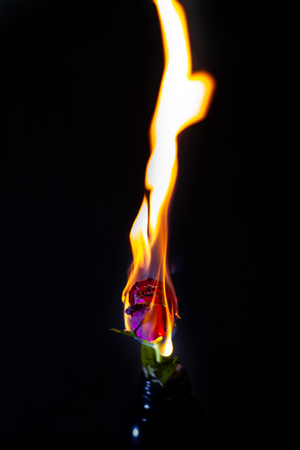 Burning red roseの写真素材