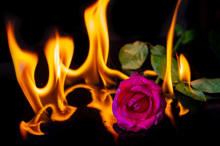 Burning rose