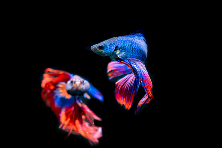 Siamese Fighting Fish on black background