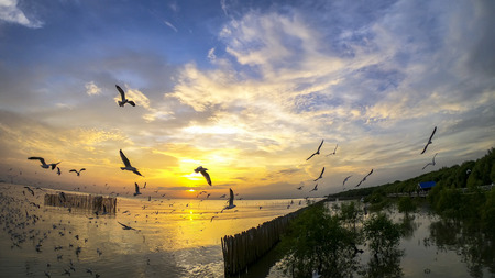 Seagull flying in the sea at sunsetの写真素材