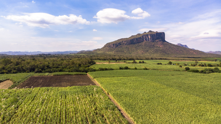 Aerial view of sugarcane fieldの写真素材