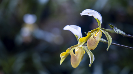 Beautiful Orchid in the natureの写真素材