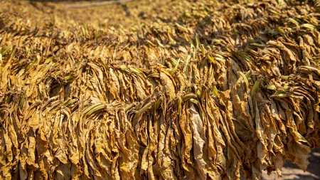 Drying tobacco in the plantの写真素材