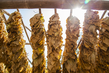 Drying tobacco in the plantの写真素材
