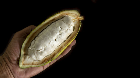 Hand holding cocoa fruit on black background
