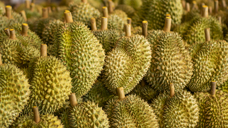 Durian fruit in fruit marketの写真素材